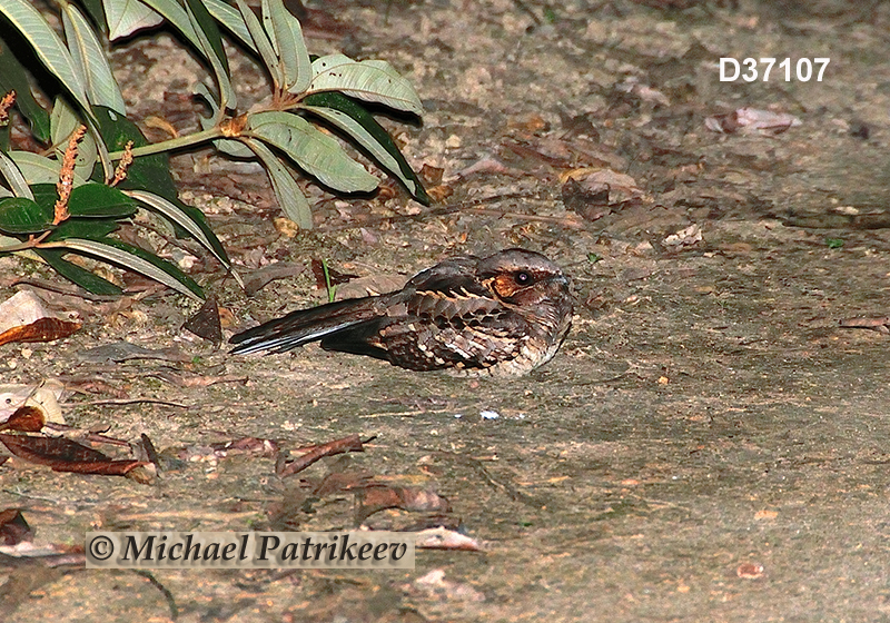 Common Pauraque (Nyctidromus albicollis)